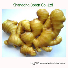 2015 New Crop High Quality Fresh Ginger